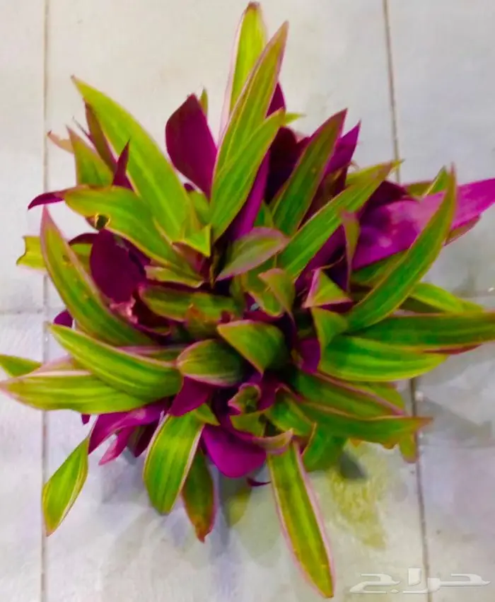 وصلتنا تشكيلة جديدة من النباتات الداخلية والخارجية 60