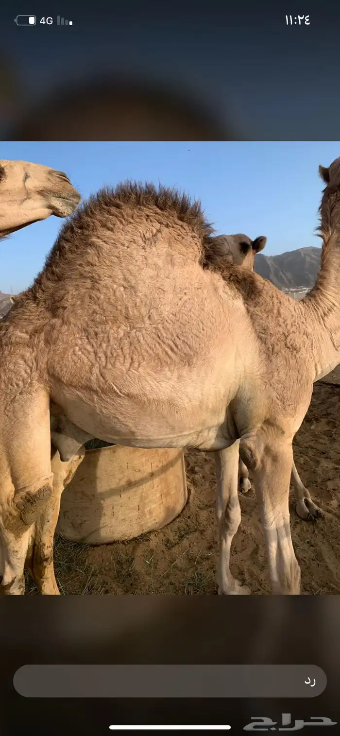 للبيع القعدان الكفو للمبادي وزواجات مسكته 0