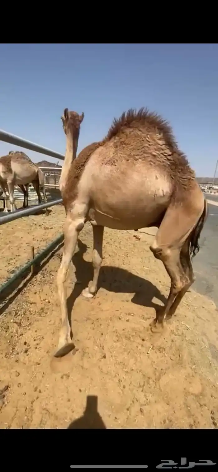 للبيع القعدان الكفو للمبادي وزواجات مسكته 1