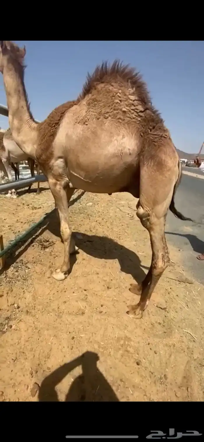 للبيع القعدان الكفو للمبادي وزواجات مسكته 2