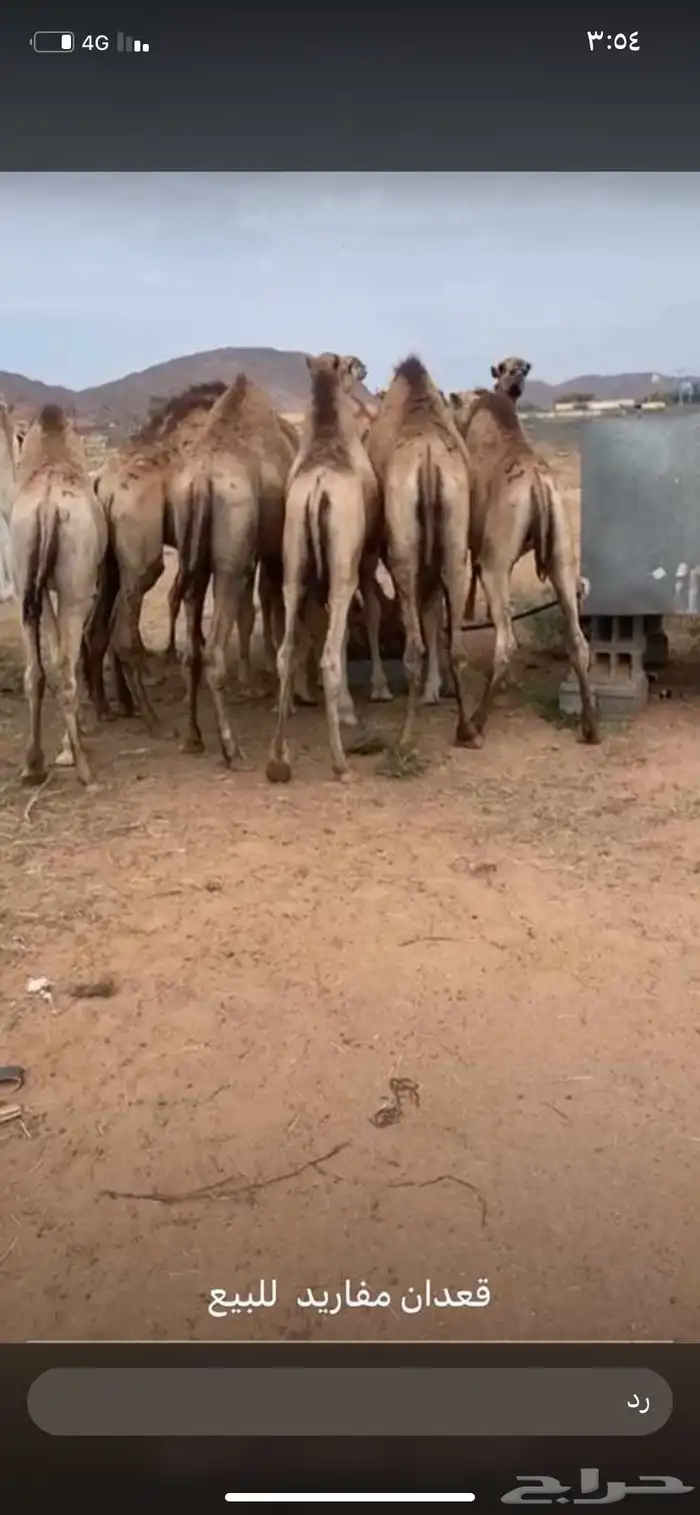 للبيع القعدان الكفو للمبادي وزواجات مسكته 3