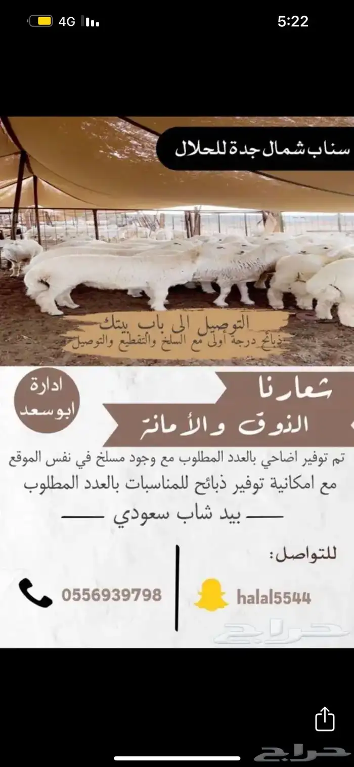 طليان من مهد الذهب 0