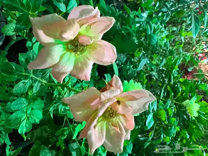 وصلتنا تشكيلة جديدة من النباتات الداخلية والخارجية 53