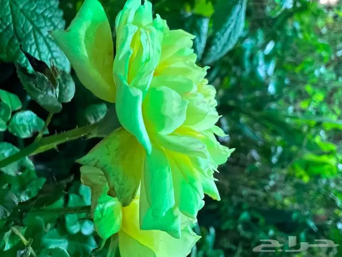 وصلتنا تشكيلة جديدة من النباتات الداخلية والخارجية 55