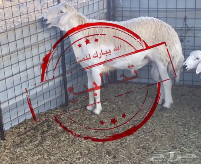 فحل حري مشروط النسف والقريع 0