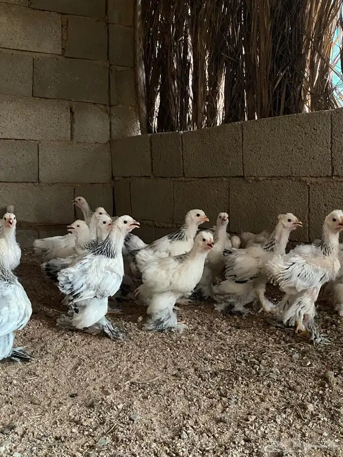 للبيع صوص براهما كولمبي 0