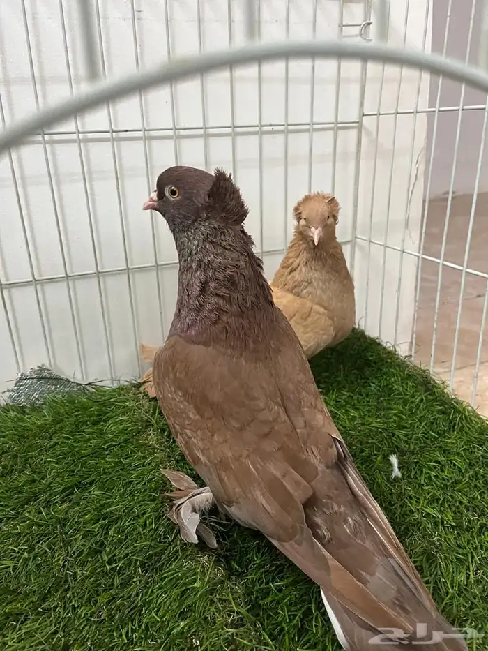 حمام رواعب نجفي 4