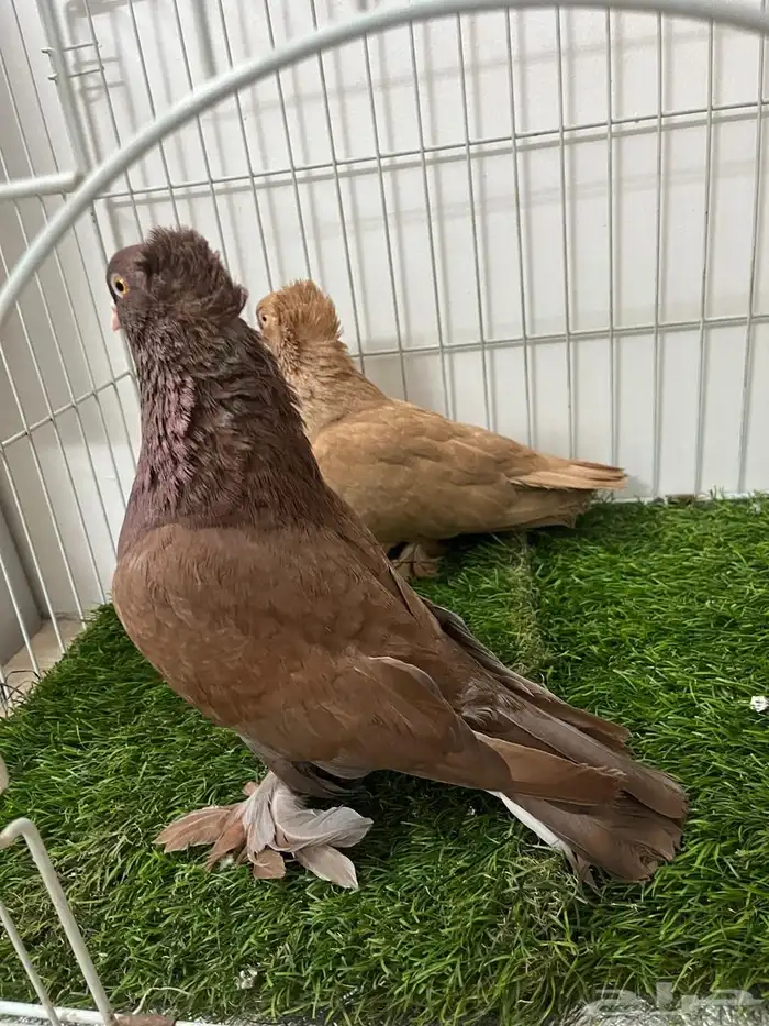 حمام رواعب نجفي 2