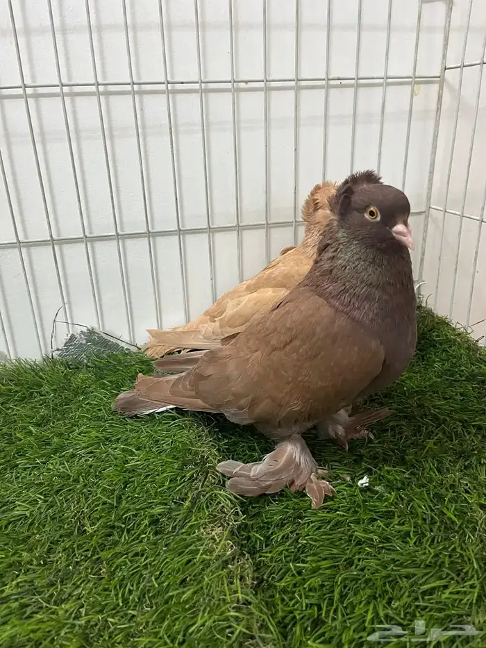 حمام رواعب نجفي 3