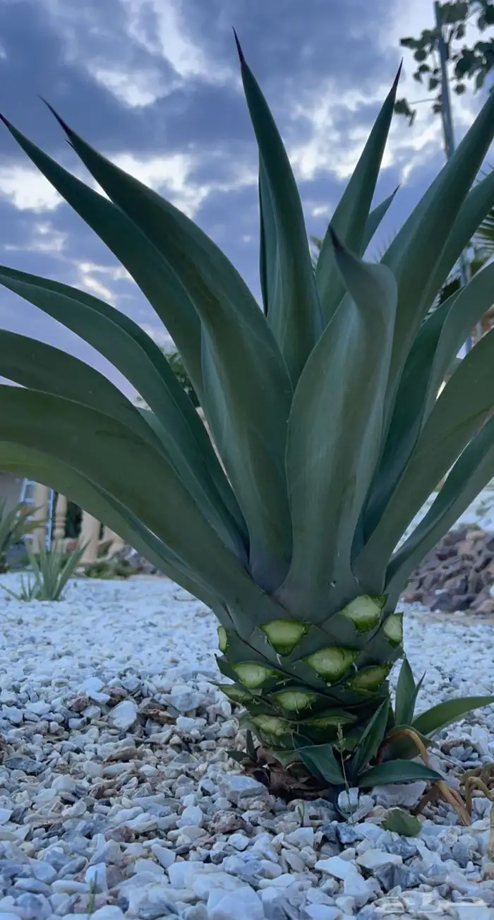 صبار اجاف امريكي كل الاحجام 0