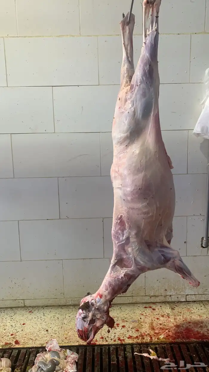 ذبايح طيبه مقفله لحم وشحم وشي فاخر وتربايه 2