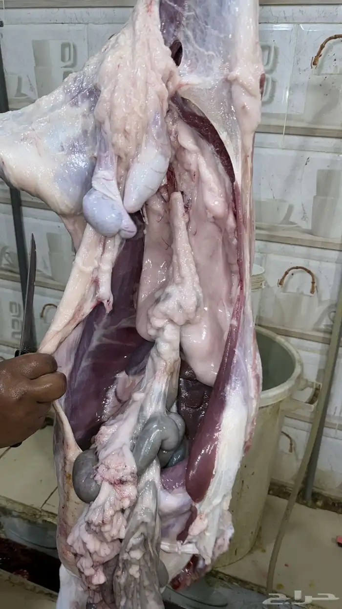 ذبايح نشرط اللحم ونظافته 29