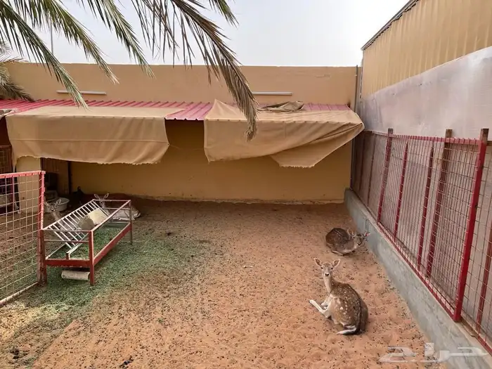 استراحة المزاحمية قريبة من الرياض للإيجار يومي 6