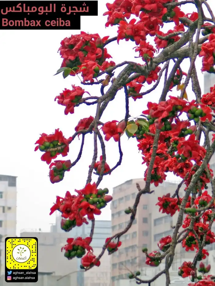 شجرة البومباكس 3