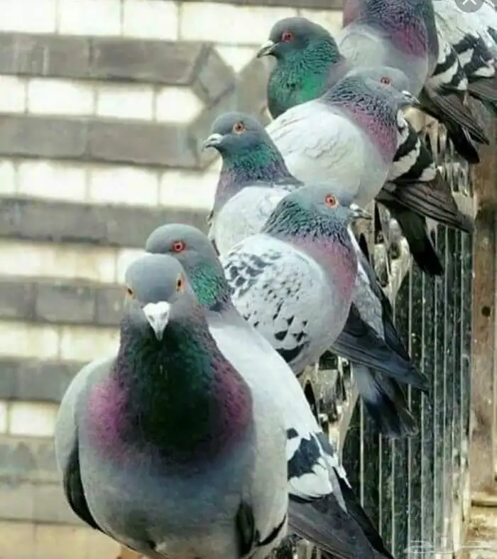 فخ صيد الحمام بالسطوح والشوارع 1