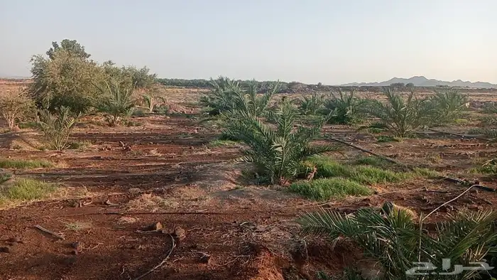 مزرعة على الطاقة الشمسية بالضميرية 4