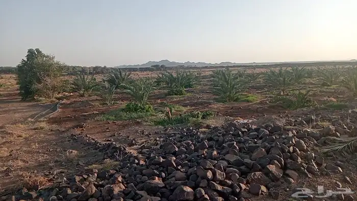 مزرعة على الطاقة الشمسية بالضميرية 2