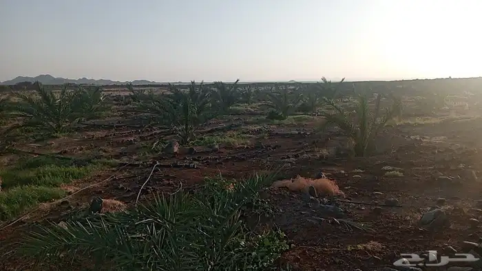 مزرعة على الطاقة الشمسية بالضميرية 3