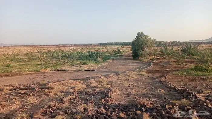 مزرعة على الطاقة الشمسية بالضميرية 1