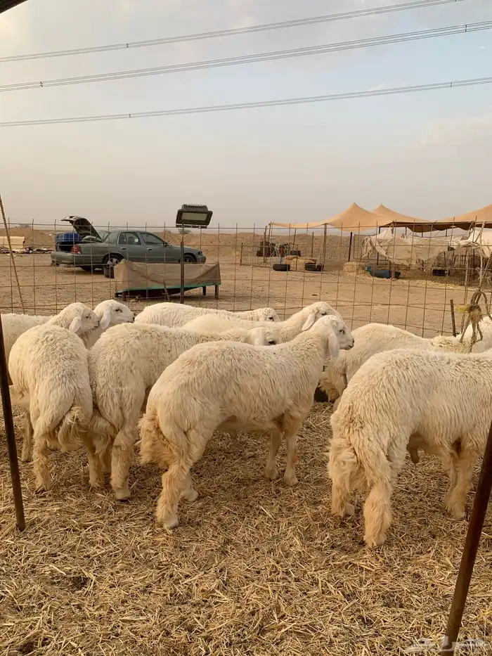 ذبايح حري ذبائح طليان يوجد مصلخ وتوصيل الى البيت 2