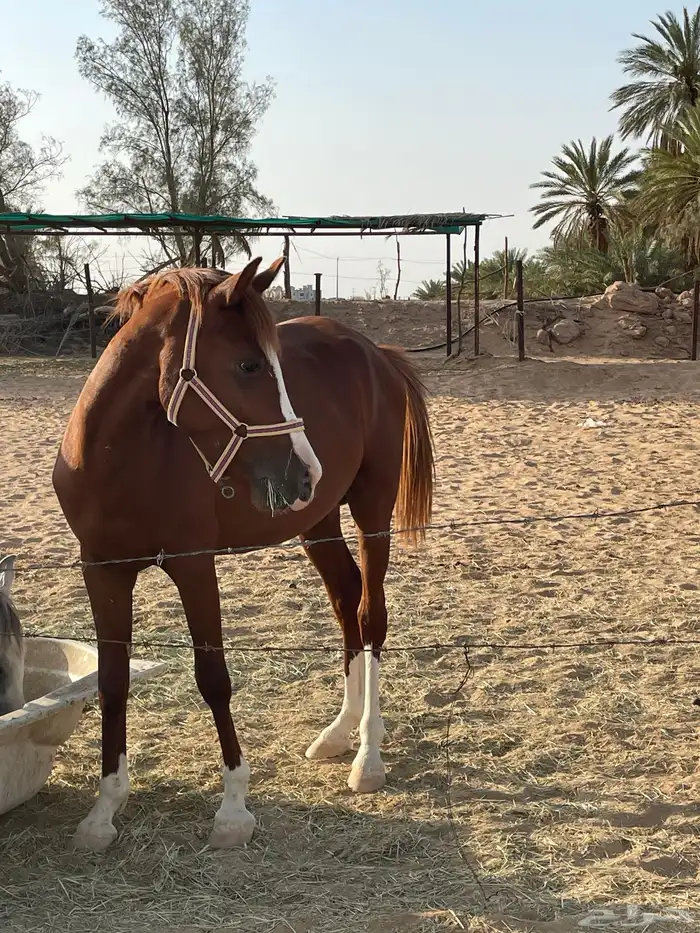 فرس مشروكة و مهرها للبيع 0