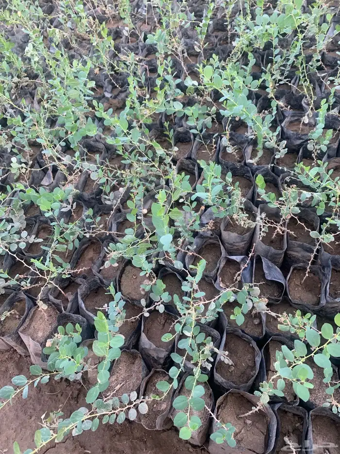 شتلات سدر بري ( تصفية ) 5 . 2 ريال 1