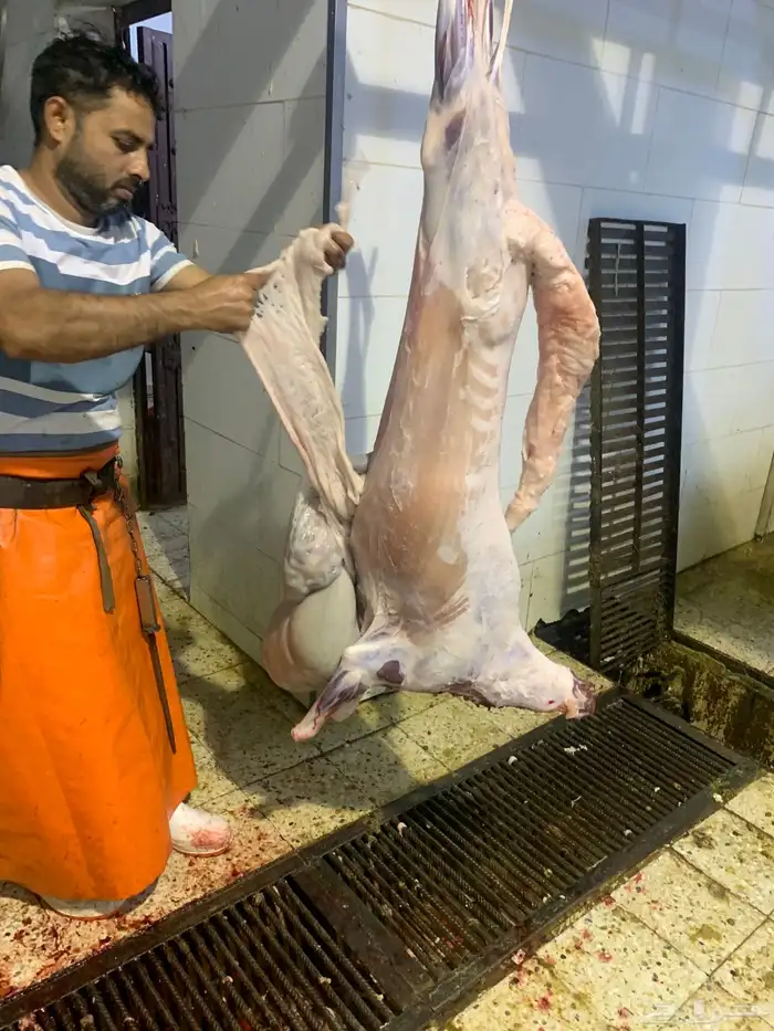 ذبايح طيبه مقفله لحم وشحم وشي فاخر وتربايه 11