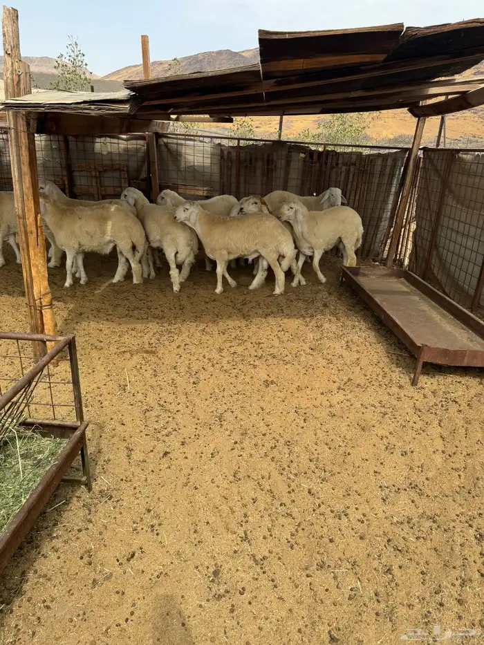 طليان جبره فواخر مناسبات 2