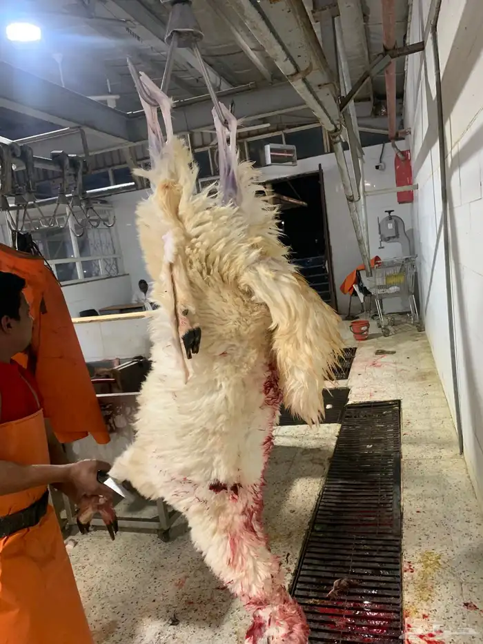 ذبايح طيبه مقفله لحم وشحم وشي فاخر وتربايه 6