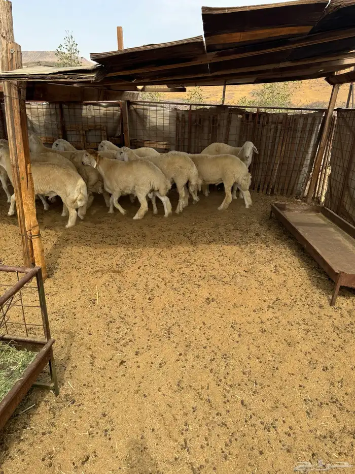 طليان جبره فواخر مناسبات 1