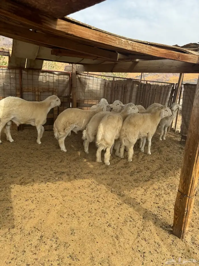 طليان جبره فواخر مناسبات 0