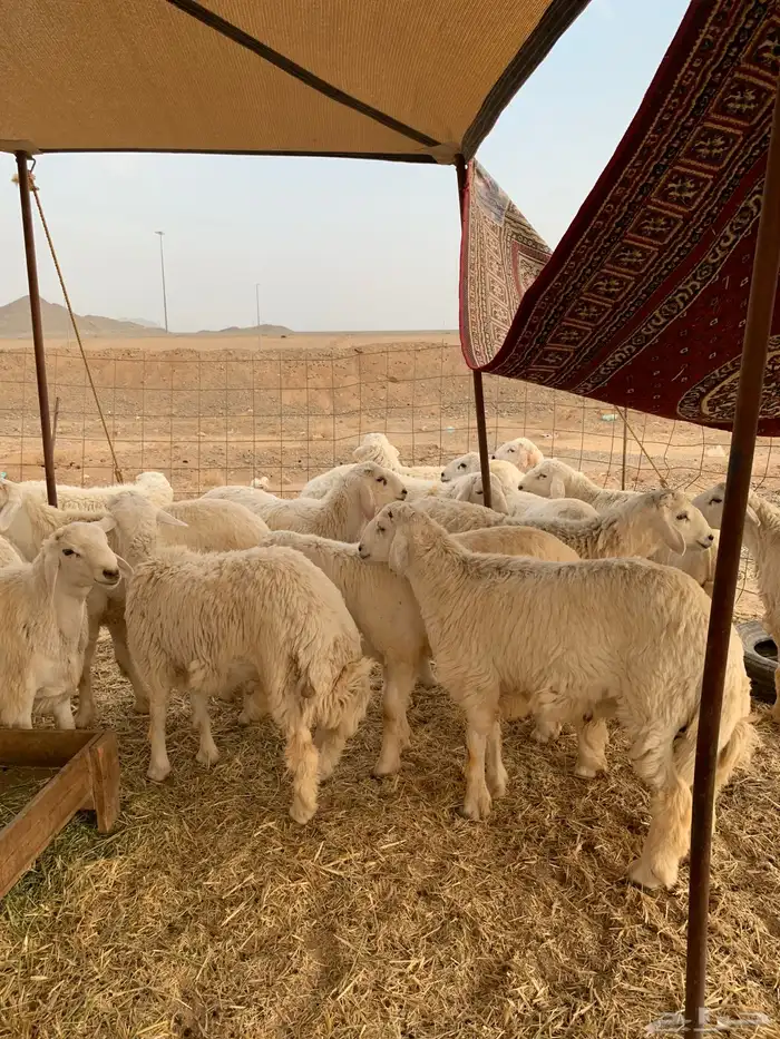 ذبايح حري ذبائح طليان يوجد مصلخ وتوصيل الى البيت 0