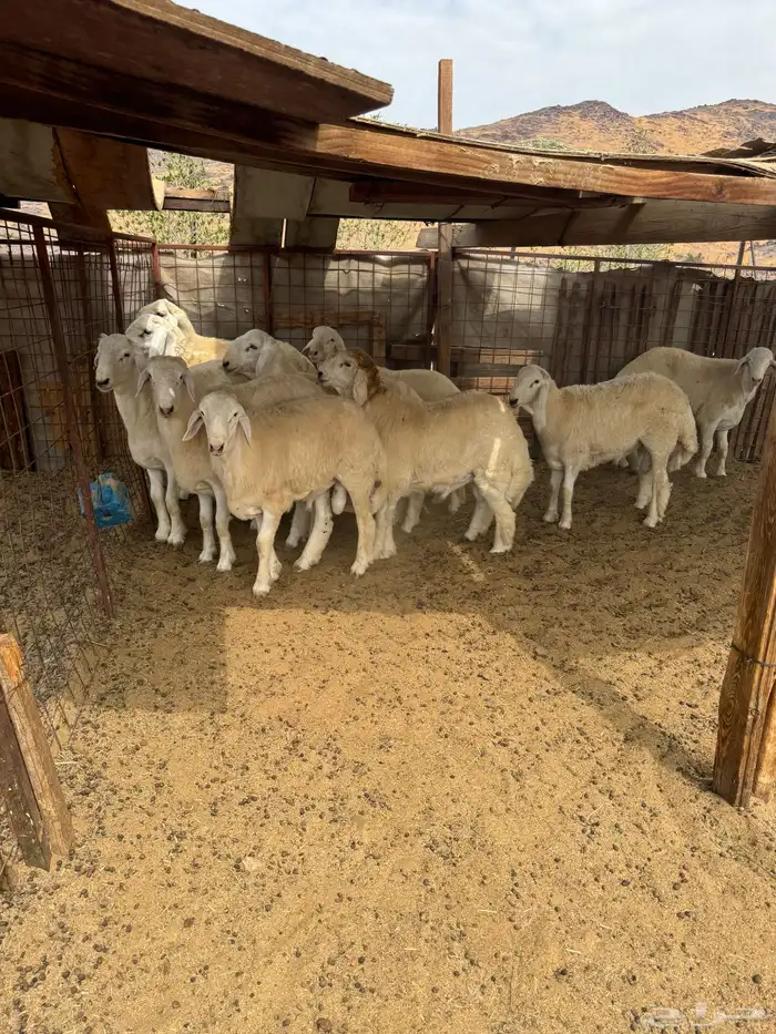 طليان جبره فواخر مناسبات 3