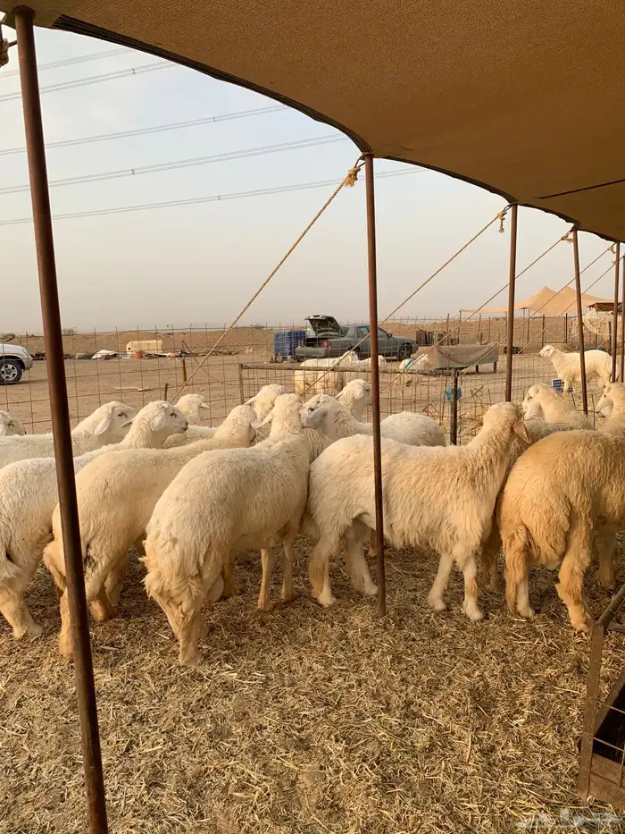 ذبايح حري ذبائح طليان يوجد مصلخ وتوصيل الى البيت 3