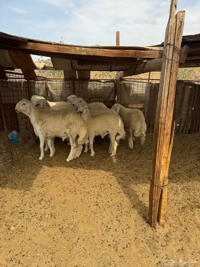 طليان جبره فواخر مناسبات 8