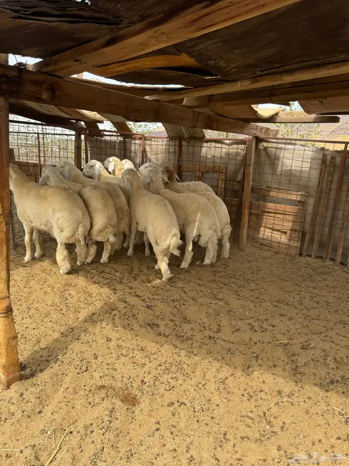 طليان جبره فواخر مناسبات 6