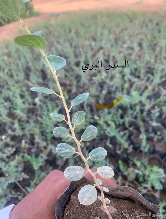 شتلات سدر بري ( تصفية ) 5 . 2 ريال 0