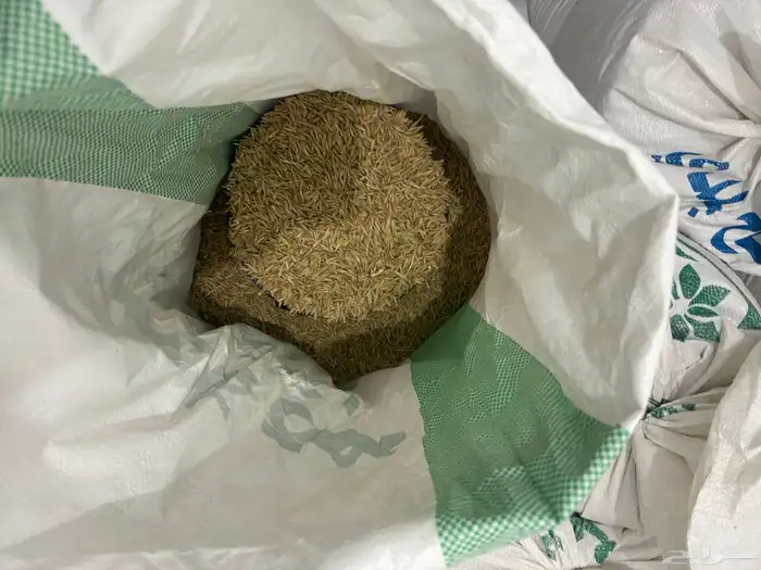 شعير بلدي نظيف للبيع من مزارعنا الخاصة والكمية محدودة 1