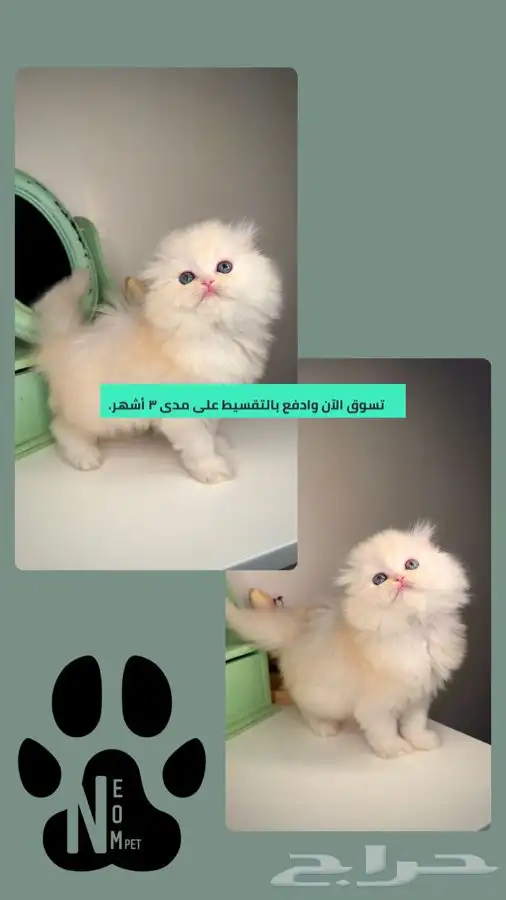 قطط صغيره سكوتش فولد قطط تمارا تابي شيرازي هملايا هاف بيكي 1