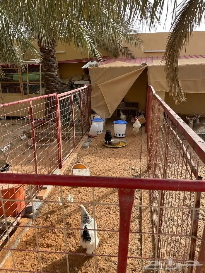 استراحة المزاحمية قريبة من الرياض للإيجار يومي 7
