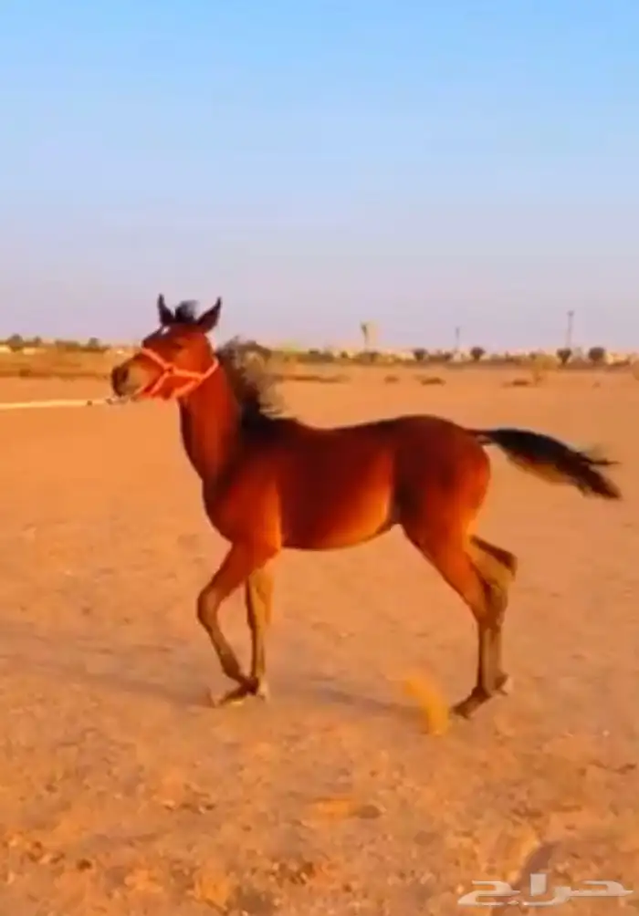 مهرة للبيع (( تم البيع )) بحدها 0