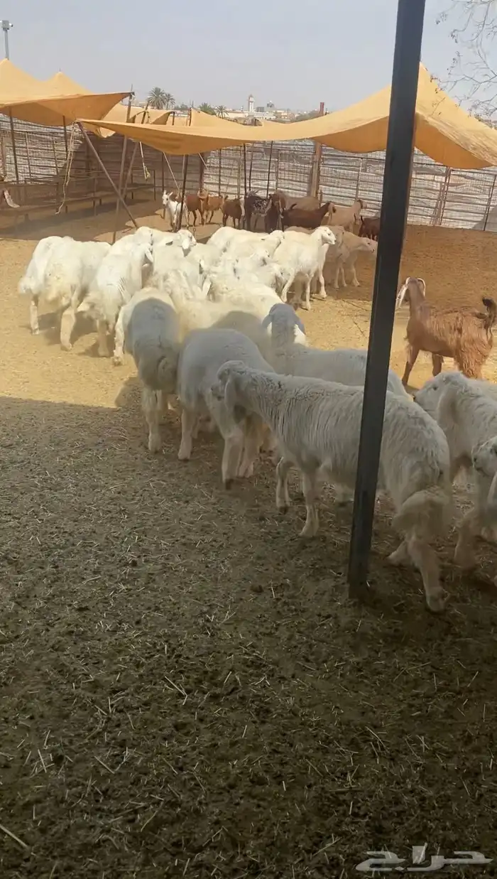 اضاحي ( طليان حرية من حلال الطائف ) 3