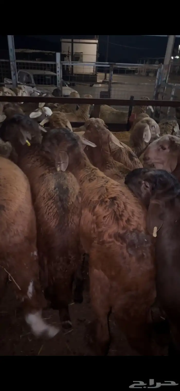 ذبايح نشرط اللحم ونظافته 31