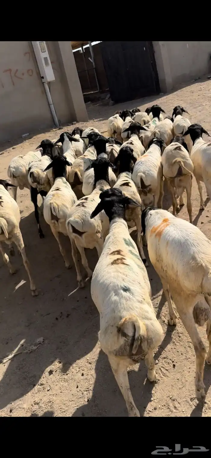 ذبايح نشرط اللحم ونظافته 8