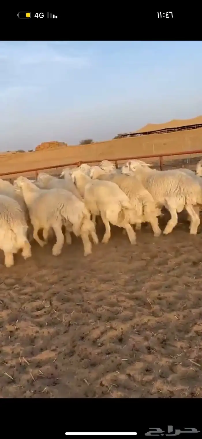 ذبايح نشرط اللحم ونظافته 28