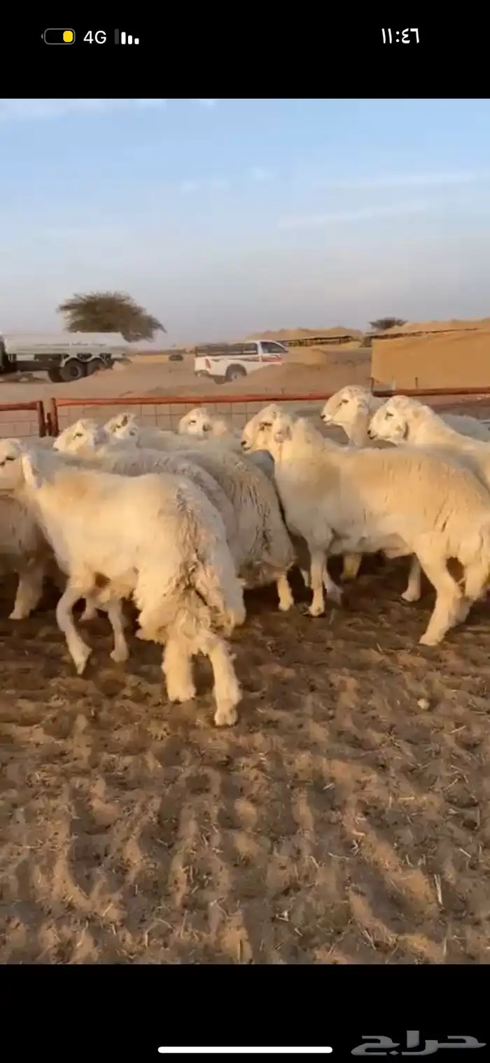 ذبايح نشرط اللحم ونظافته 25