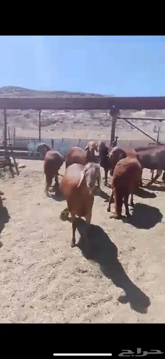 ذبايح نشرط اللحم ونظافته 32