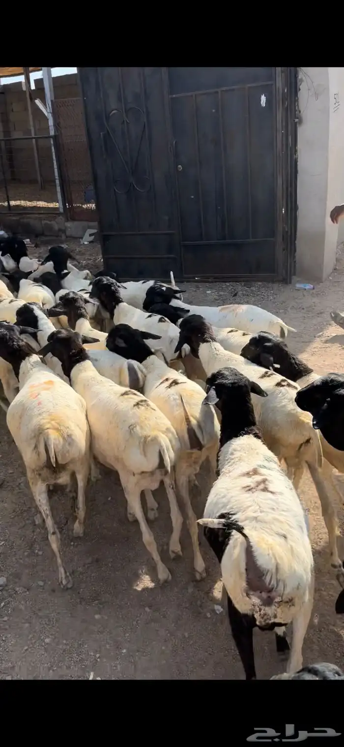 ذبايح نشرط اللحم ونظافته 7