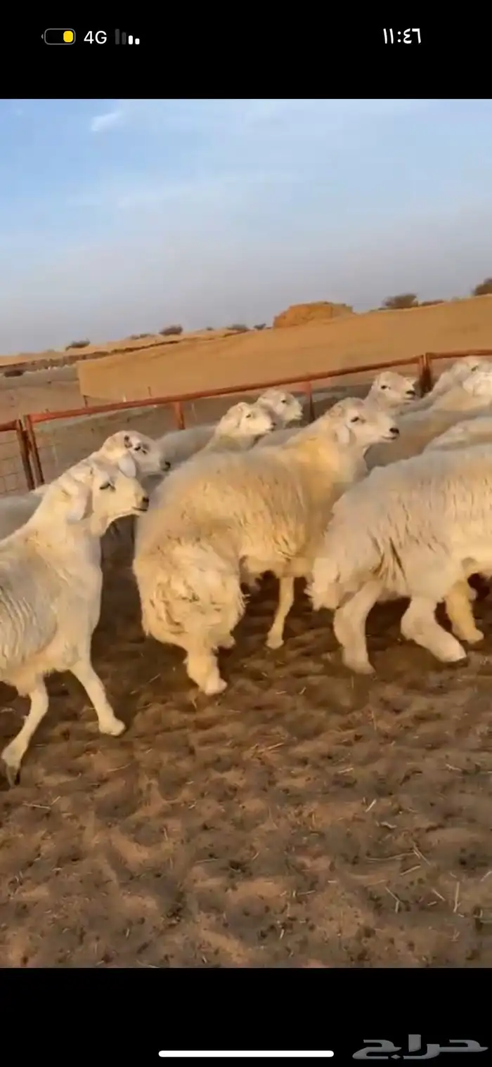 ذبايح نشرط اللحم ونظافته 27