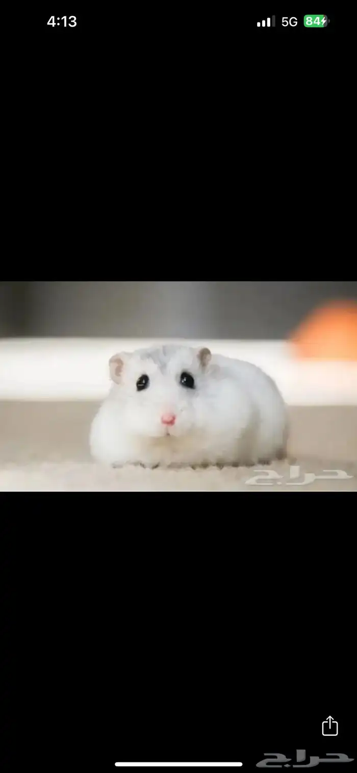 هامستر ونتر وايت اليييف جدا 0